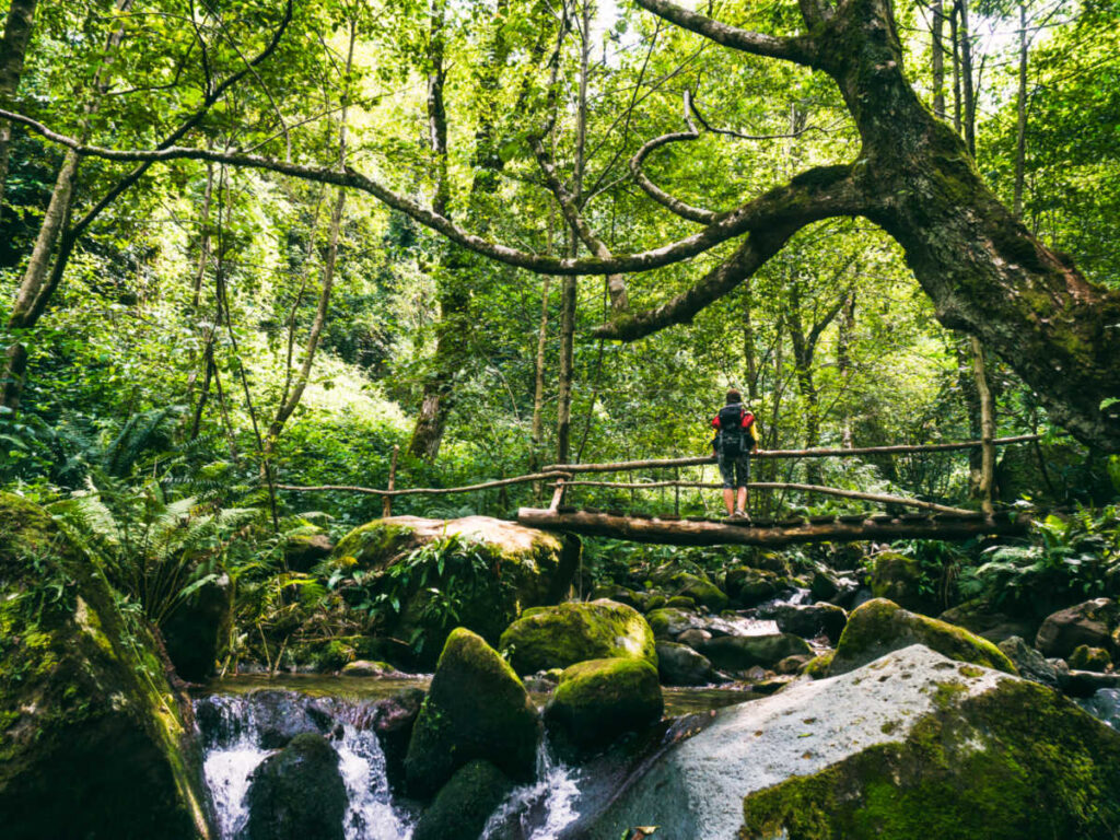A hiker admiring the lush greenery in the rainforest of Mtirala National Park