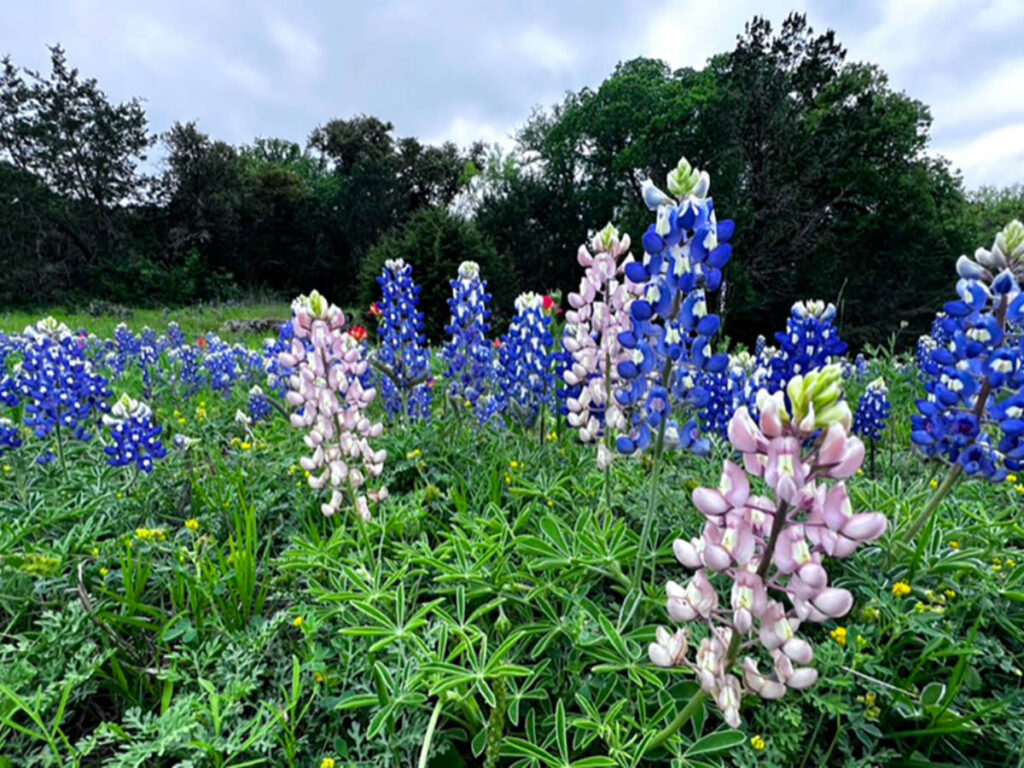 A field with rare Albino Bluebonnets