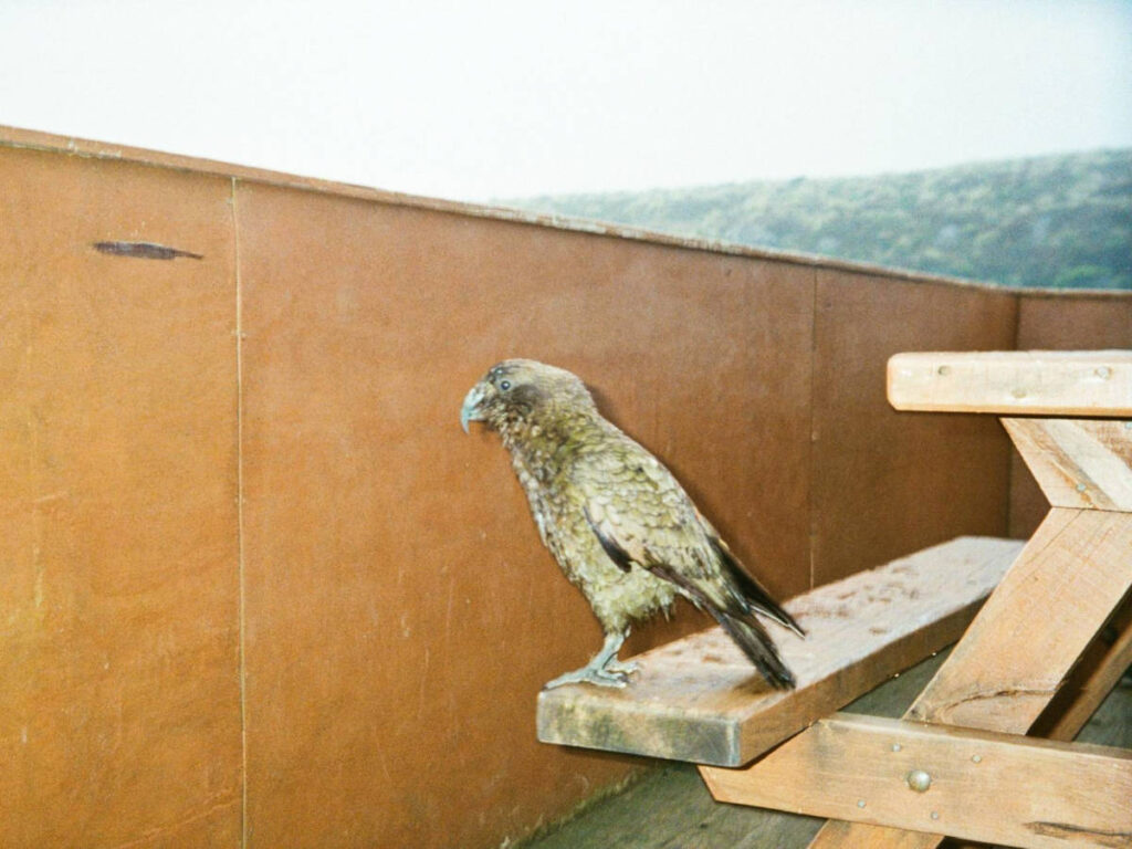 A rare alpine parrot standing on a bench