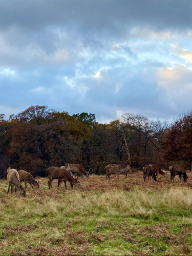 A herd of deer eating grass at Richmond Park