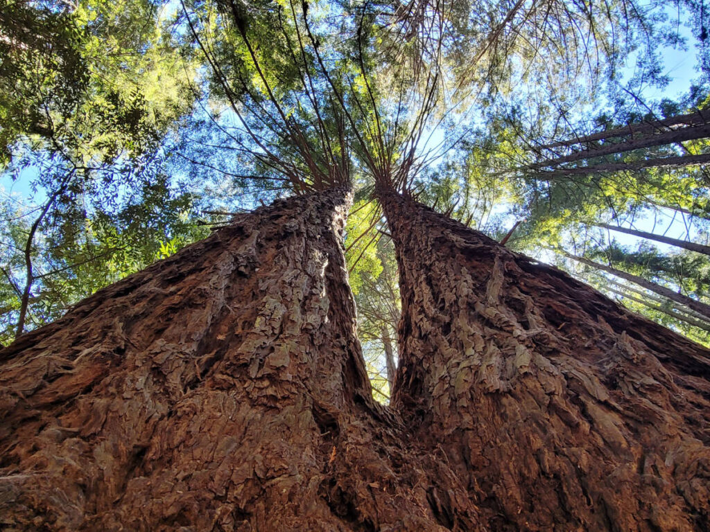 Close up view from the bottom of a tree in Reinhardt Redwood Regional Park