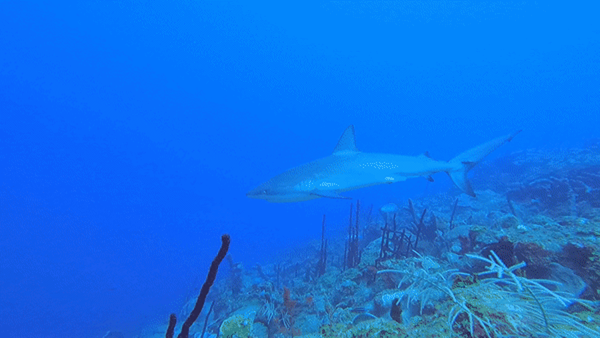 A reef shark swimming in the Cane Bay Beach