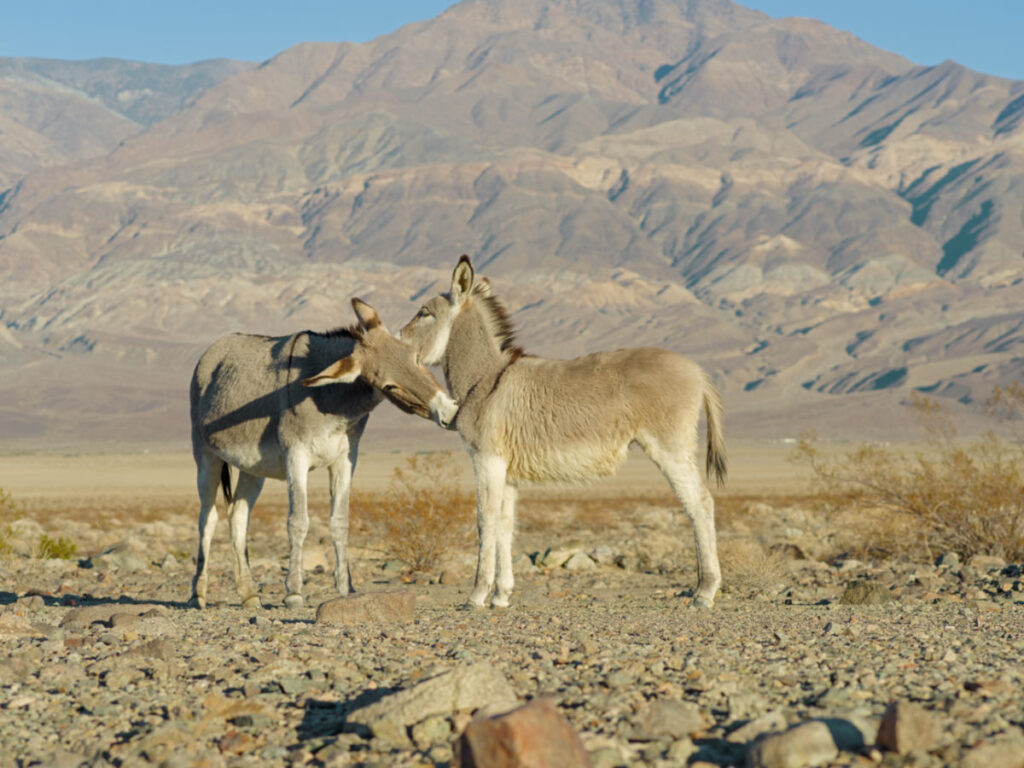 Two donkeys seen at Death Valley