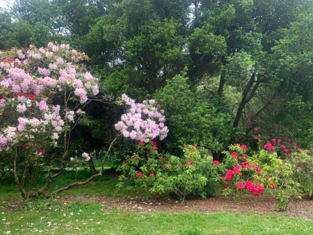 Colorful flowers at the Rhododendron Dell