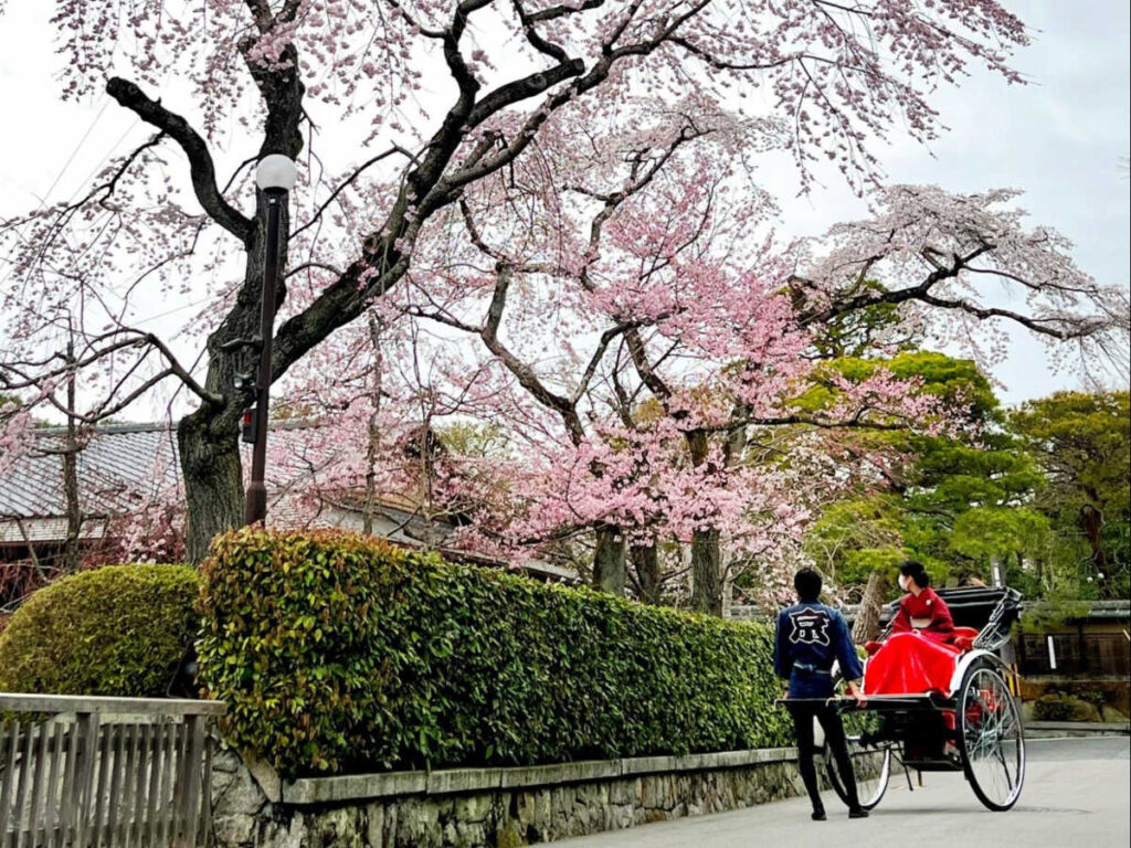 A rickshaw driver showing the cherry blossom trees to the woman wearing kimono