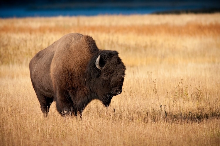 Bison wandering at Riding Mountain National Park