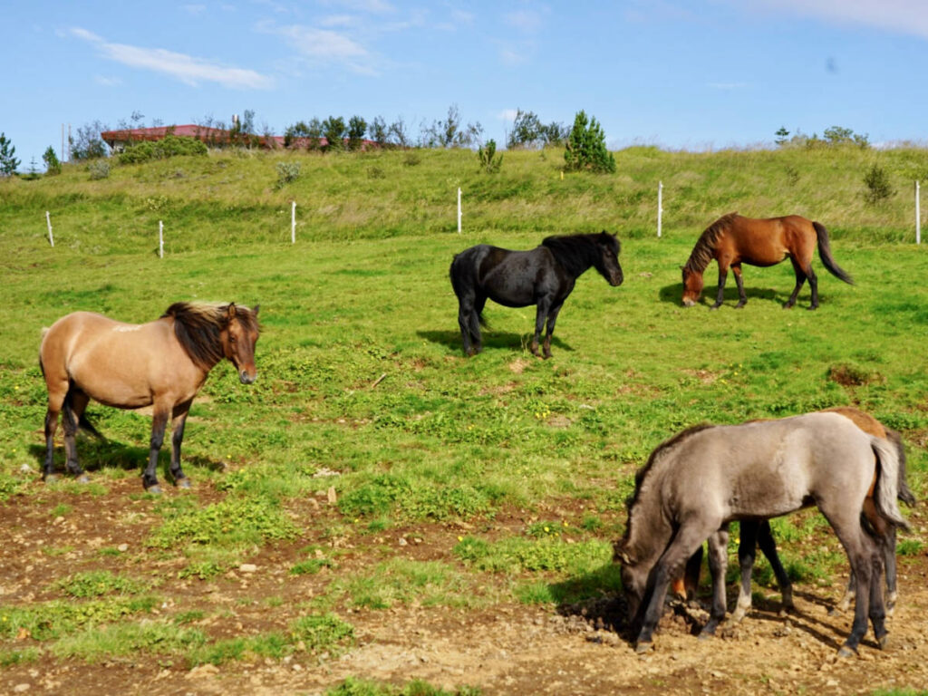 View of the roadside ponies eating grass