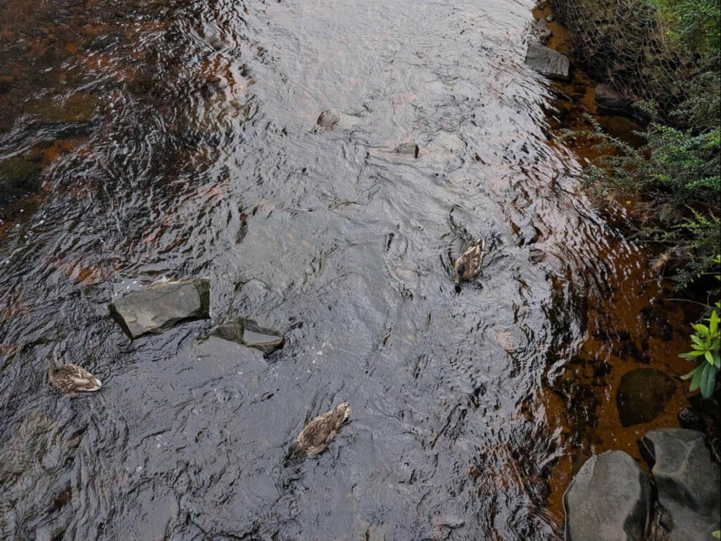 The Rosaburn ducks on the river
