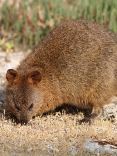 Closeup look of the Rottnest Quokka in Rottnest Island