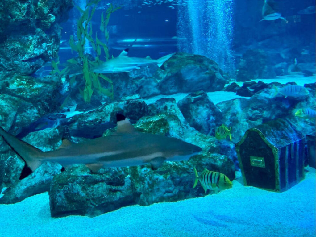 View of the variety of fishes at the SEA LIFE COEX Aquarium