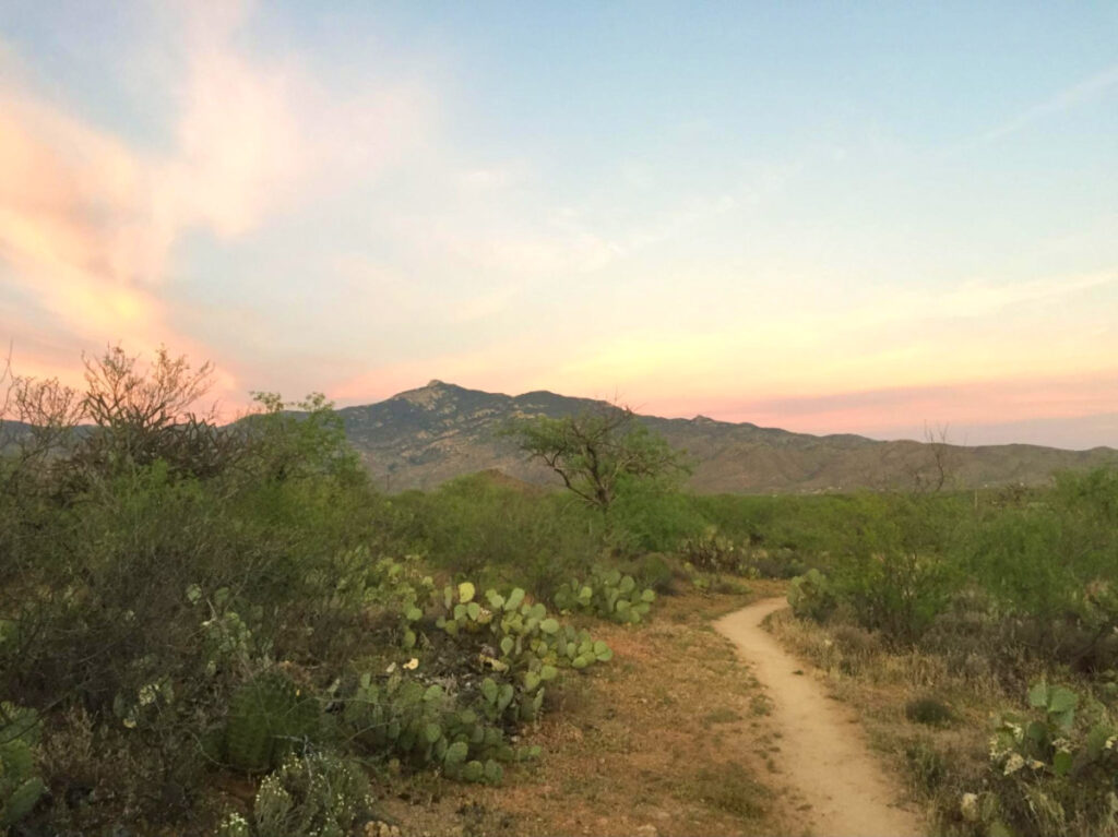 A trail with cactus and mountains in Saguaro National Park at sunset