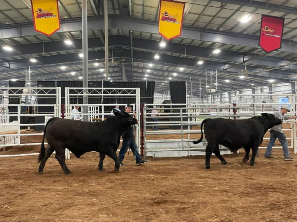 Cows being paraded at the San Antonio Stock Show and Rodeo
