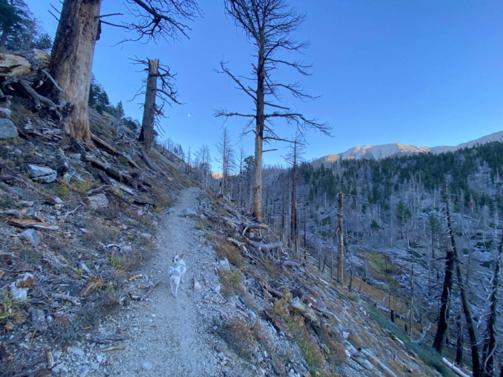 The author's dog at the San Gorgonio trail