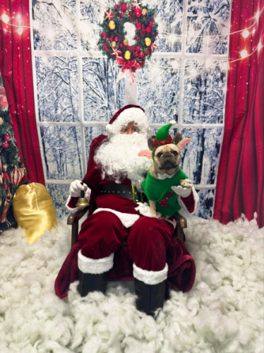 A Santa Claus holding a dog with an elf costume