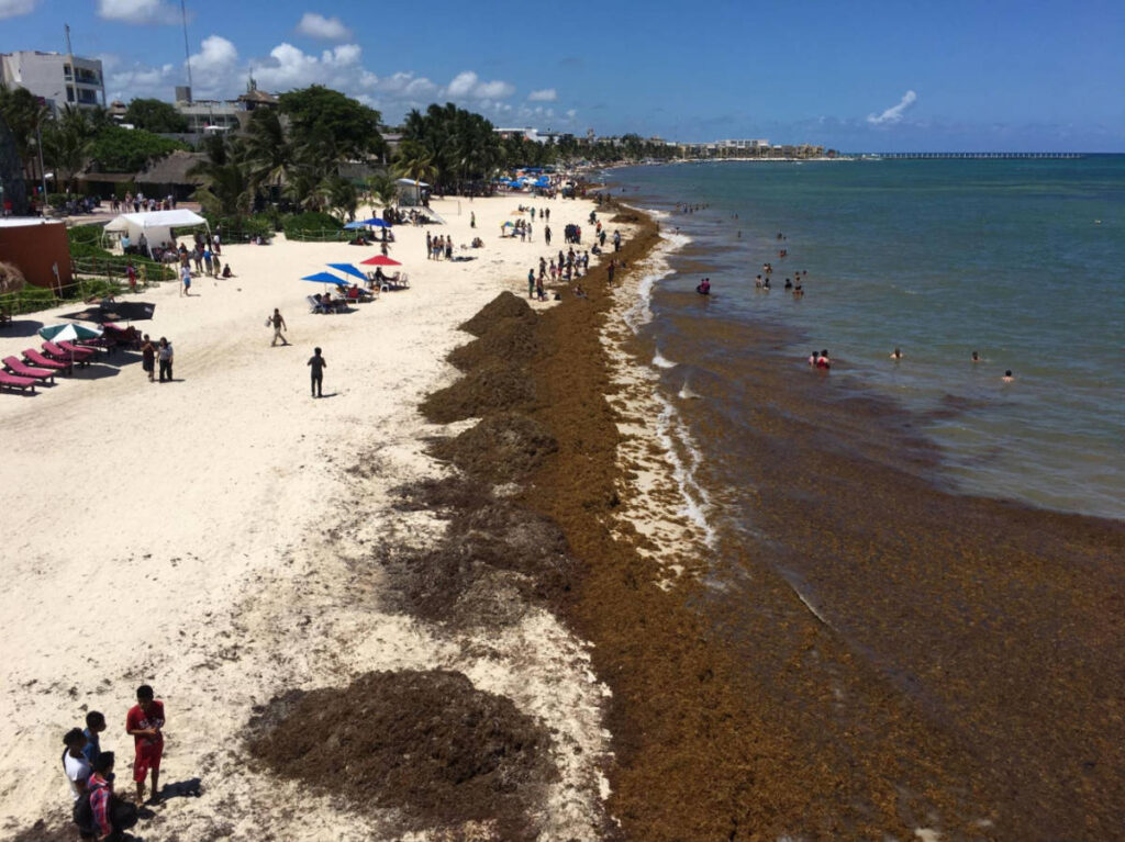 Aerial view of the sargassum piled up on the beach in Playa del Carmen