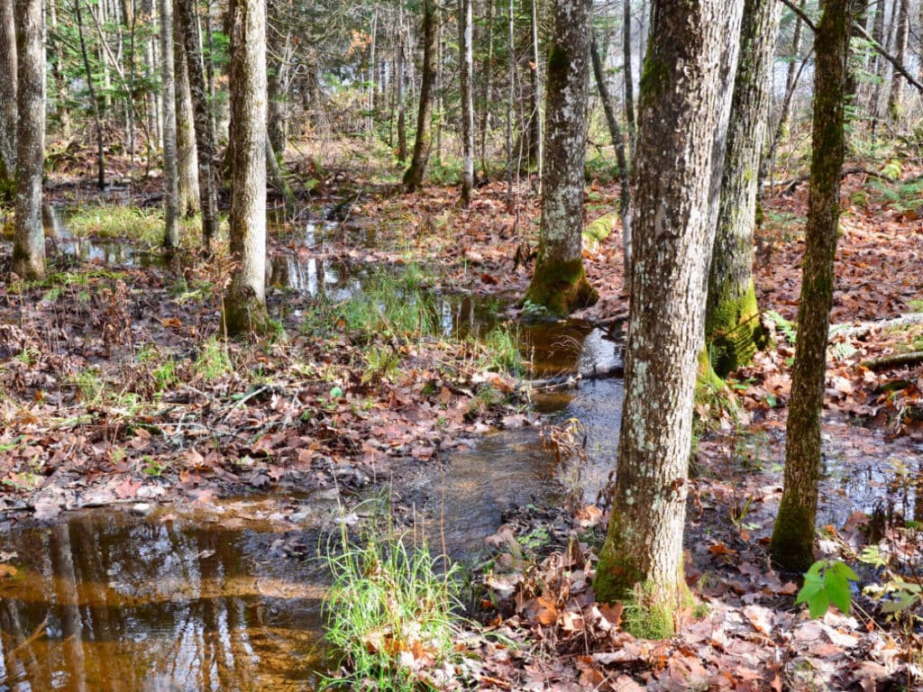 View in the woods during a hike in Sawmill Road Loop Trail