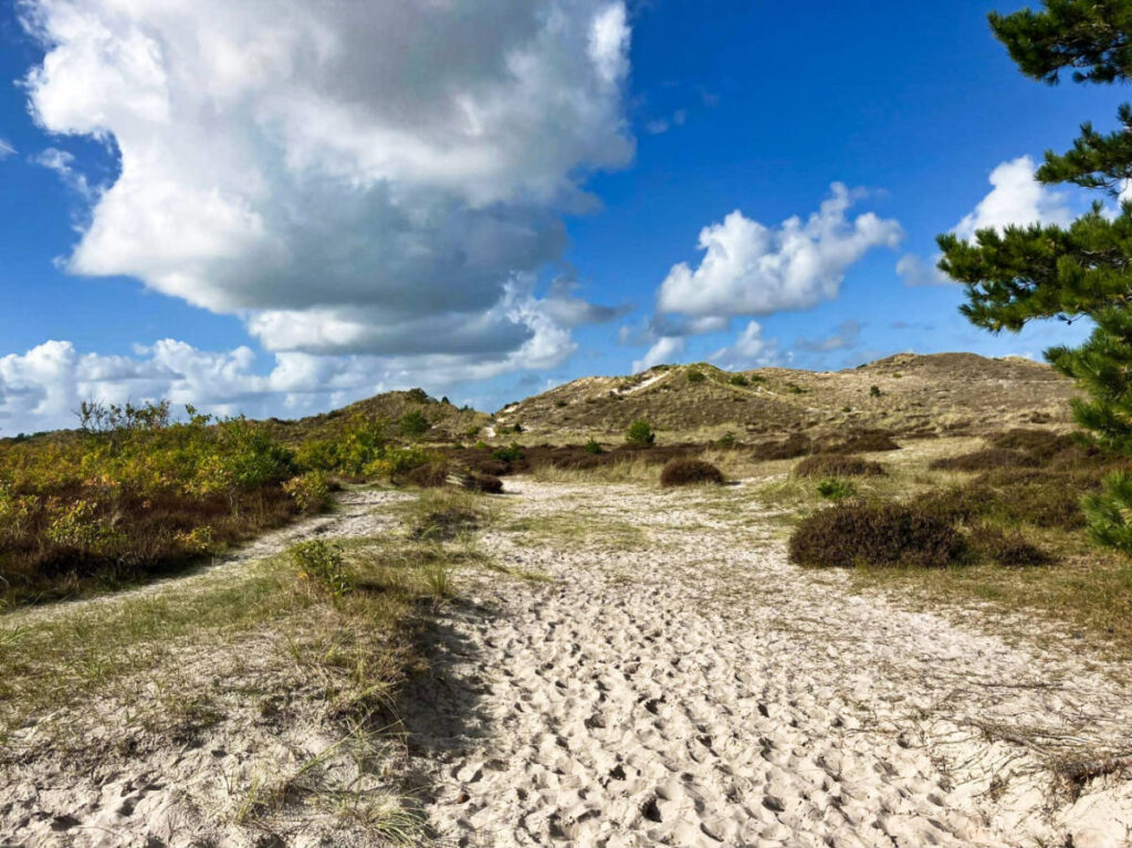Panoramic view of the Schoorl Dunes