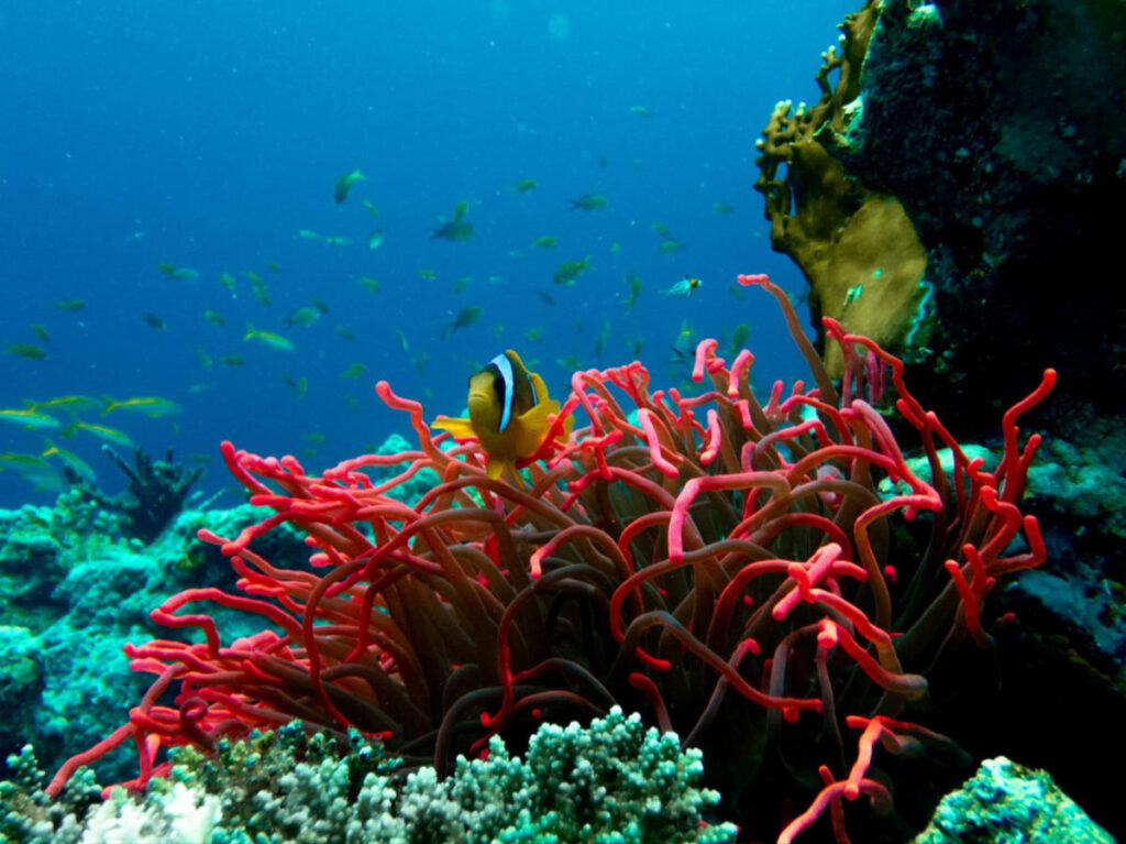View of the fishes and corals in the diving spot in Egypt