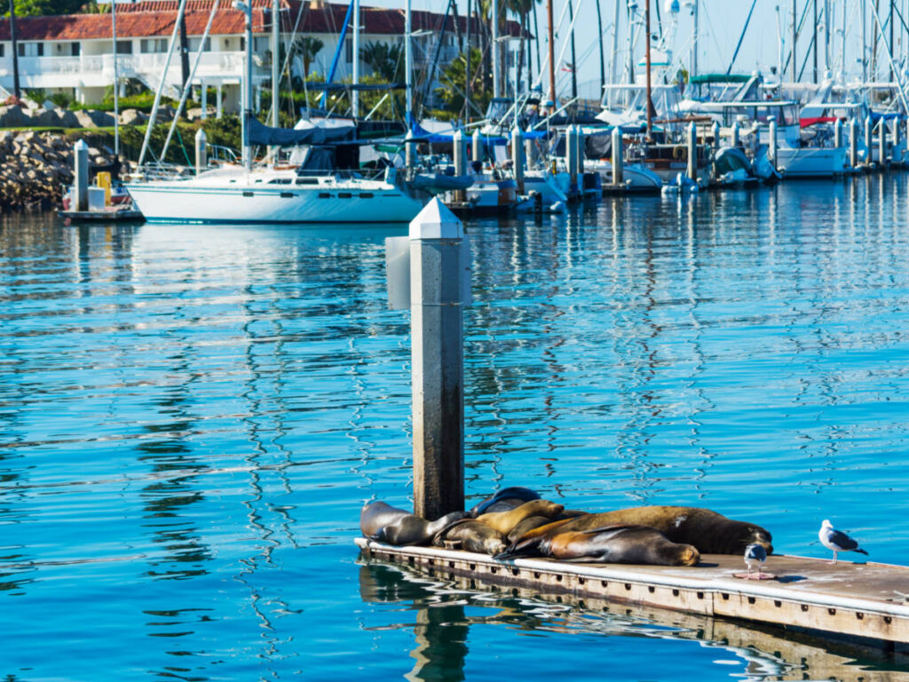 Sea lions and seagulls on a wooden pier in Oceanside