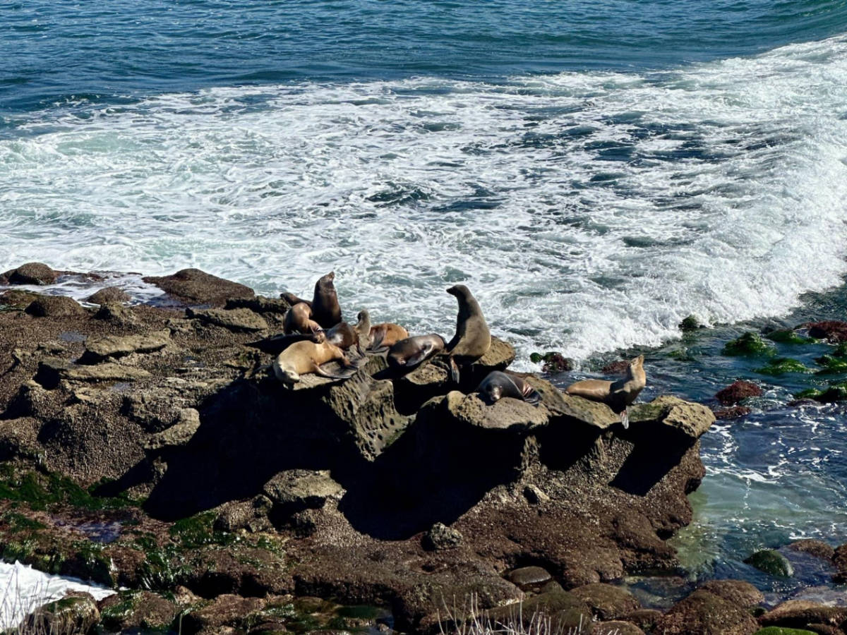 A colony of sea lions resting on a rock at La Jolla Cove