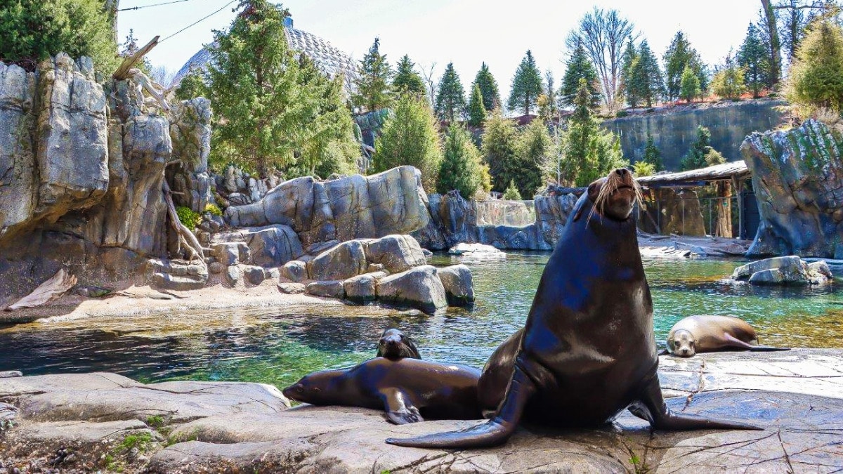 View of the sea lions at the Henry Doorly Zoo
