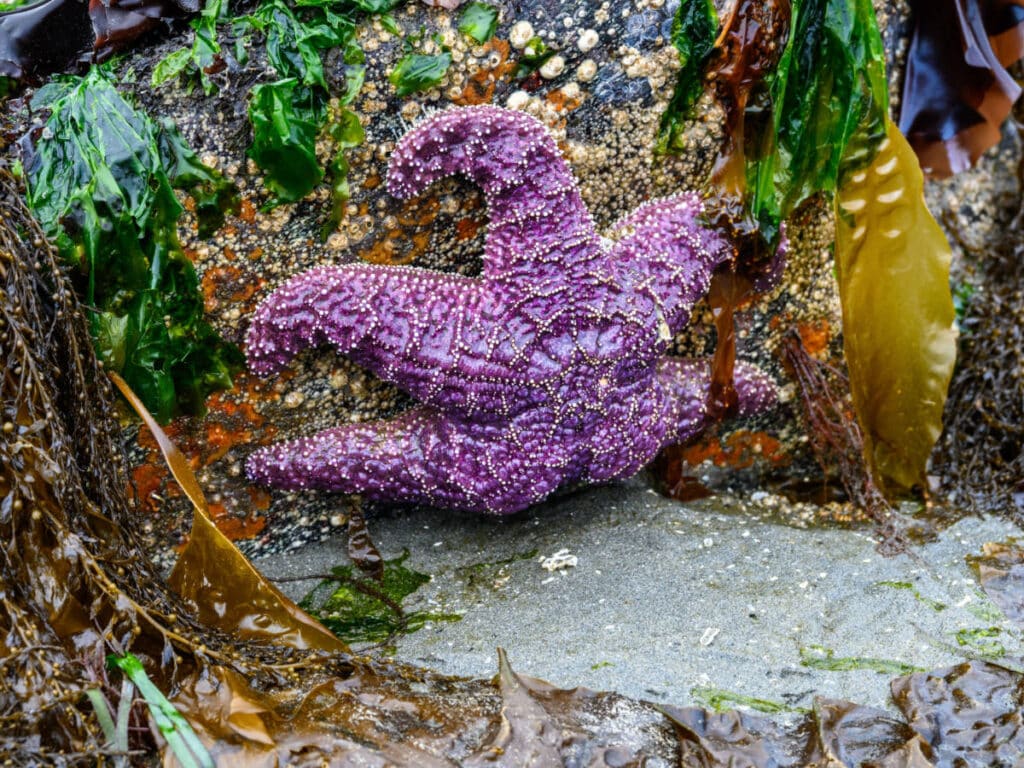 A purple sea star at the Puget Sound Estuarium