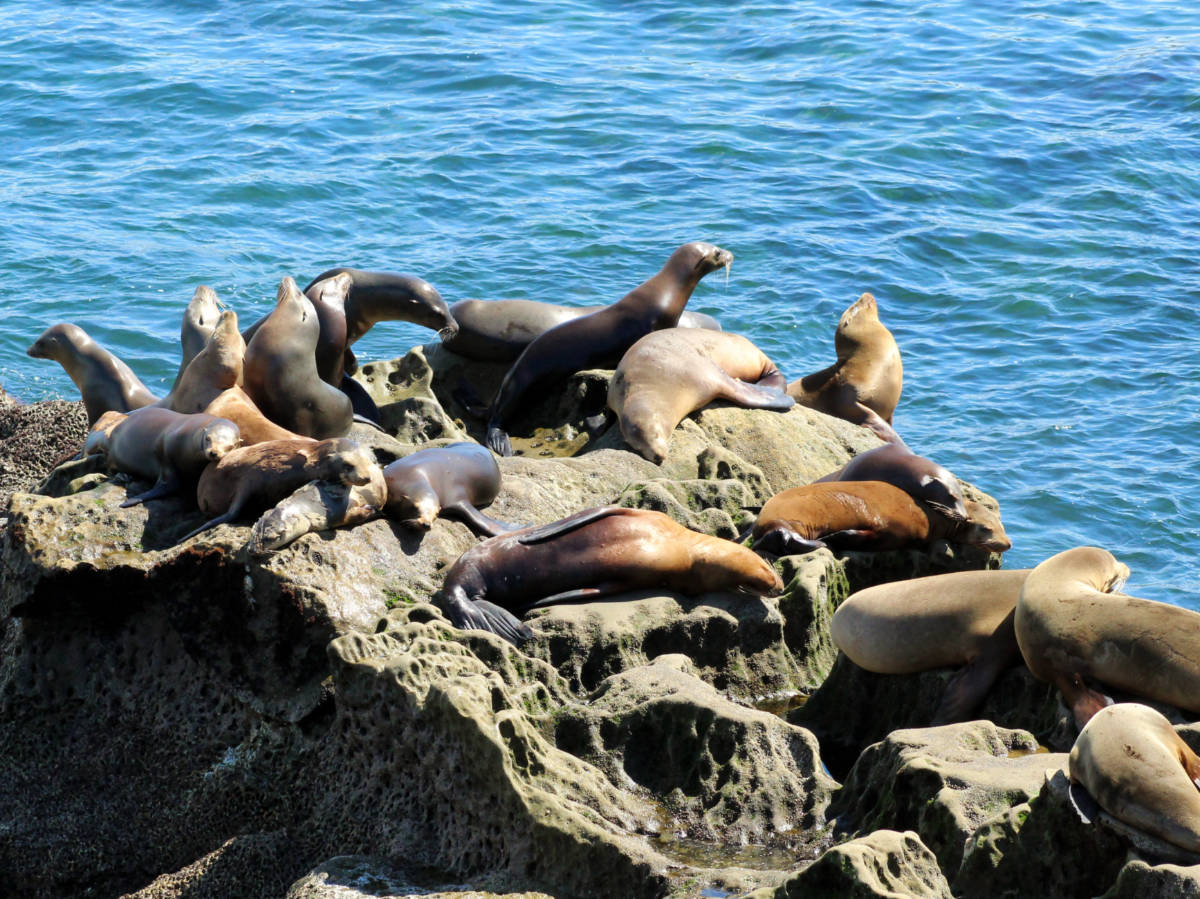 A colony of sea lions resting on a rock at La Jolla Cove