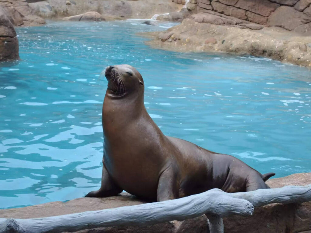 A seal by the water at the Indianapolis Zoo