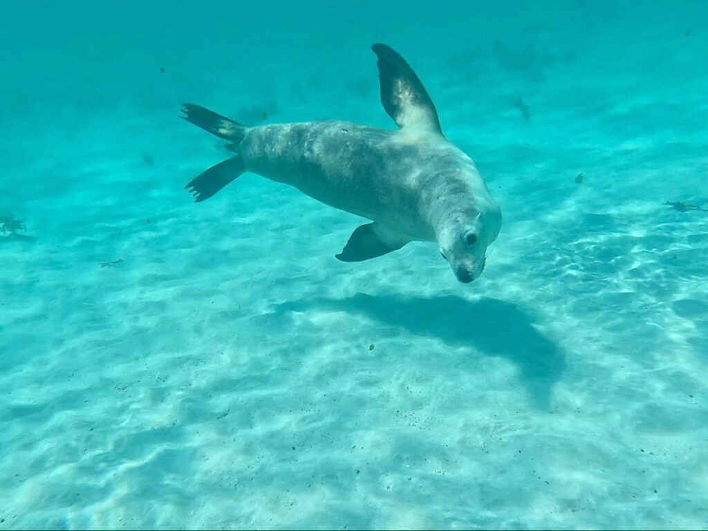 A sealion swimming under the water