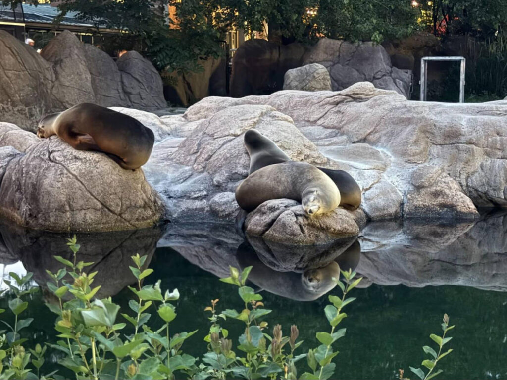 The seals napping on the huge rocks at the Bronx Zoo