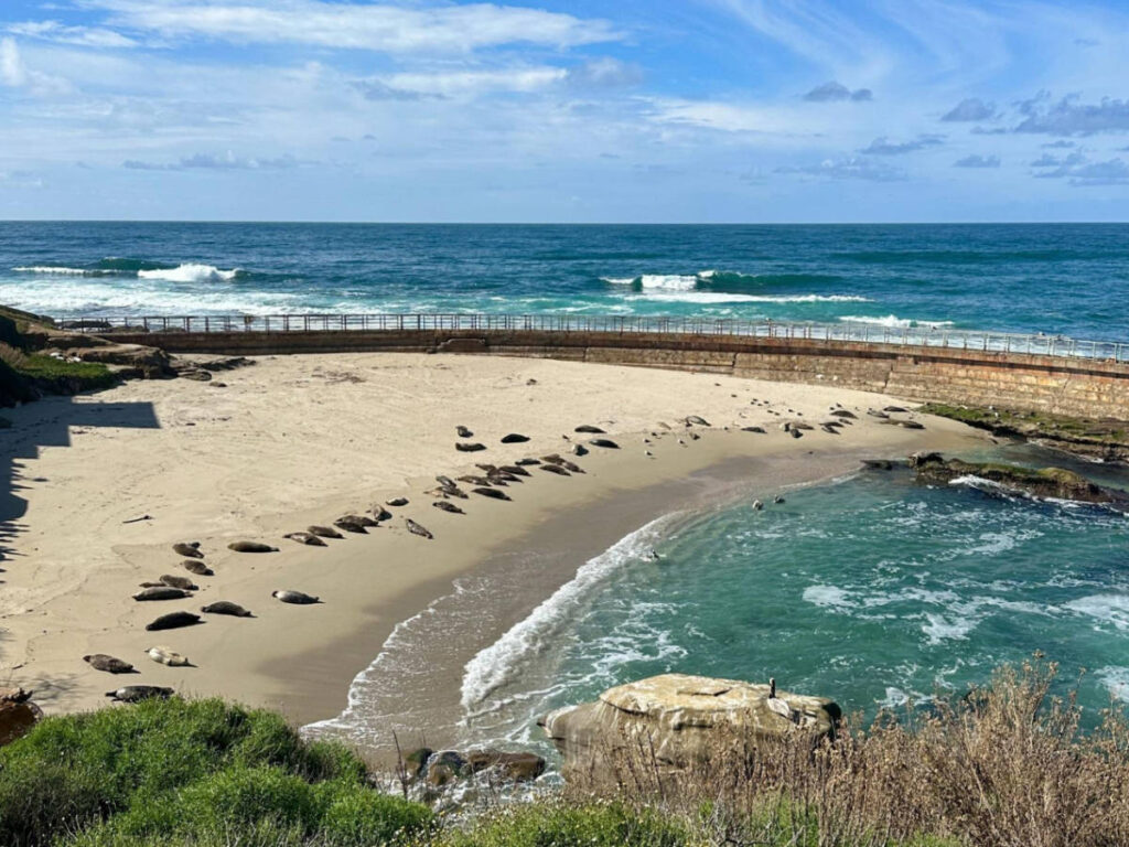 Overlooking view of the seals lounging on the beach at the Children’s Pool