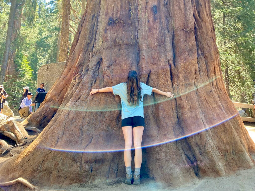 Editor Laura McFarland hugging a giant Sequoia tree in Sequoia National Park