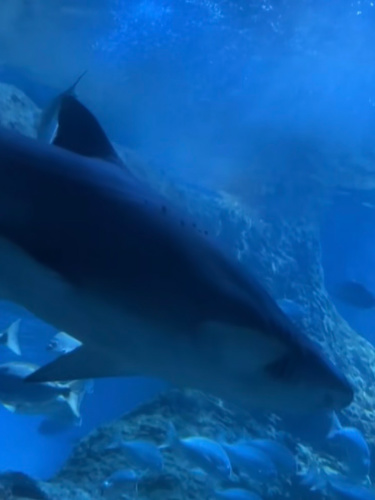 Closeup look of the shark in the aquarium