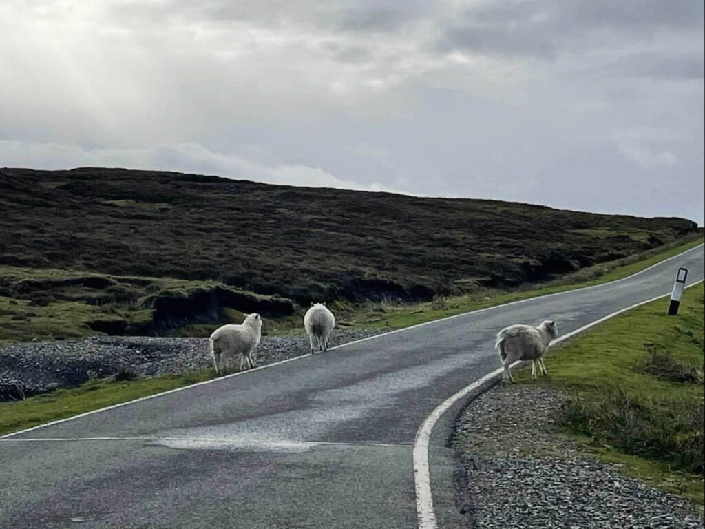 View of a single track road on Shetland
