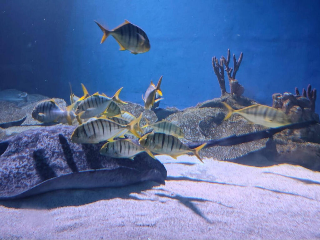 A shoal of Golden Trevally fish in the aquarium in Aquaria KLCC