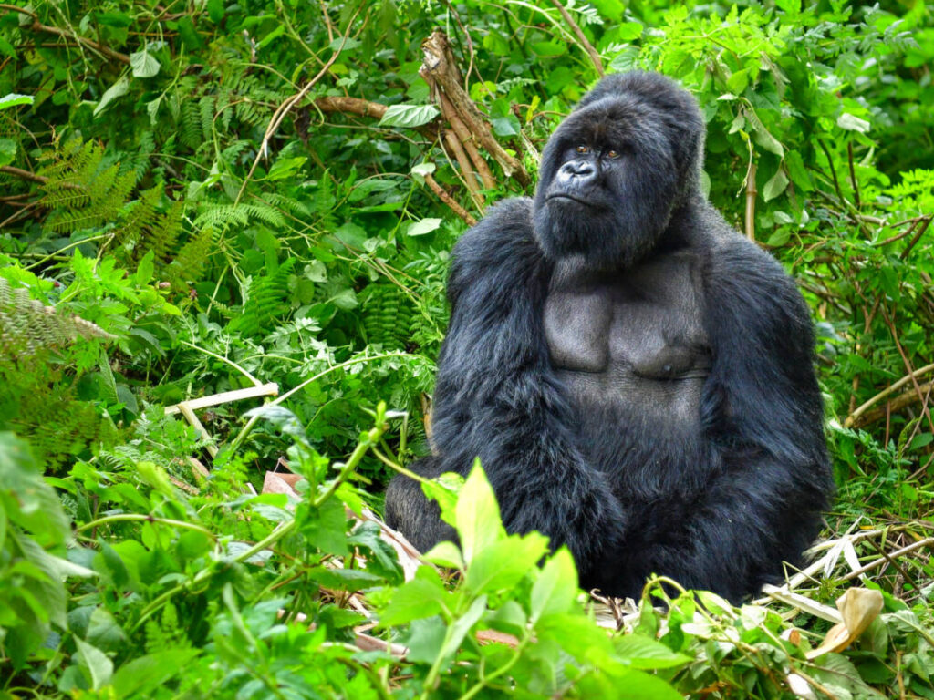 A silverback mountain gorilla in a rainforest in Rwanda