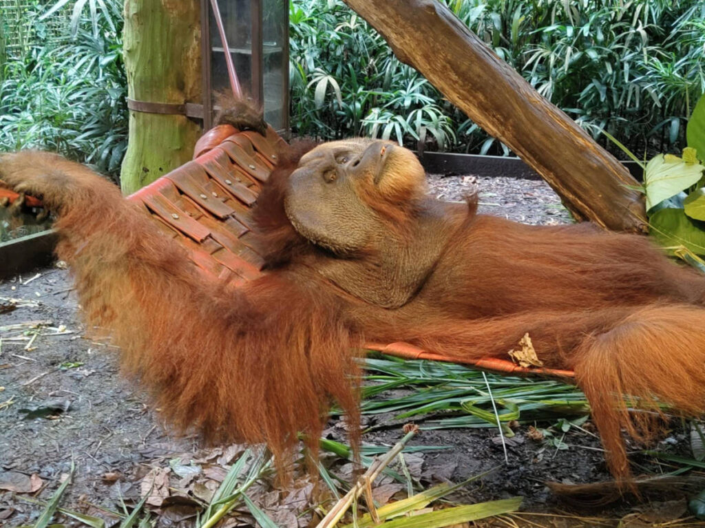 An orangutan relaxing on its habitat at the Singapore Zoo