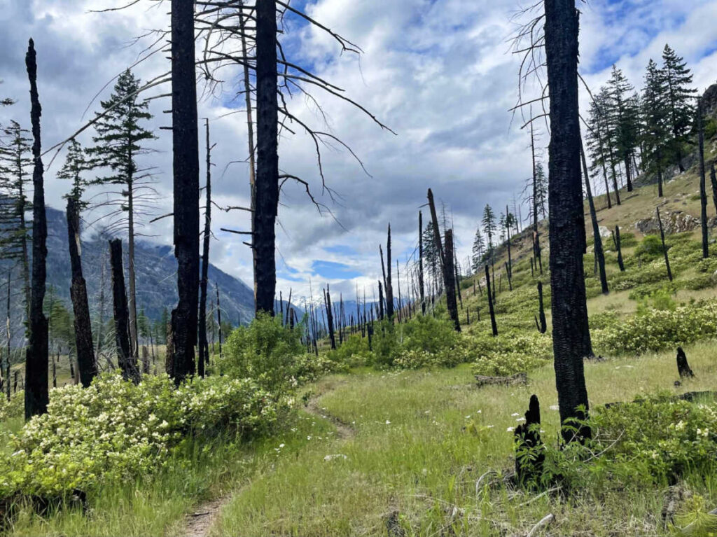 View of the singed trees on the trail