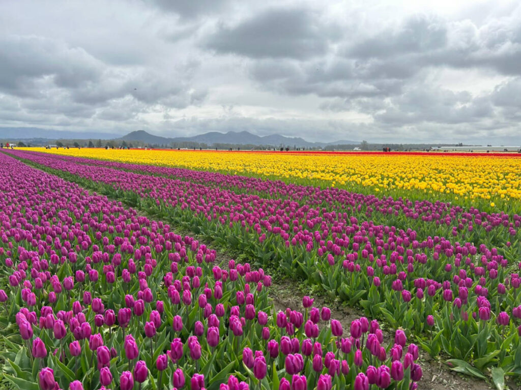 View of the tulips plantation during Skagit Valley Tulip Festival