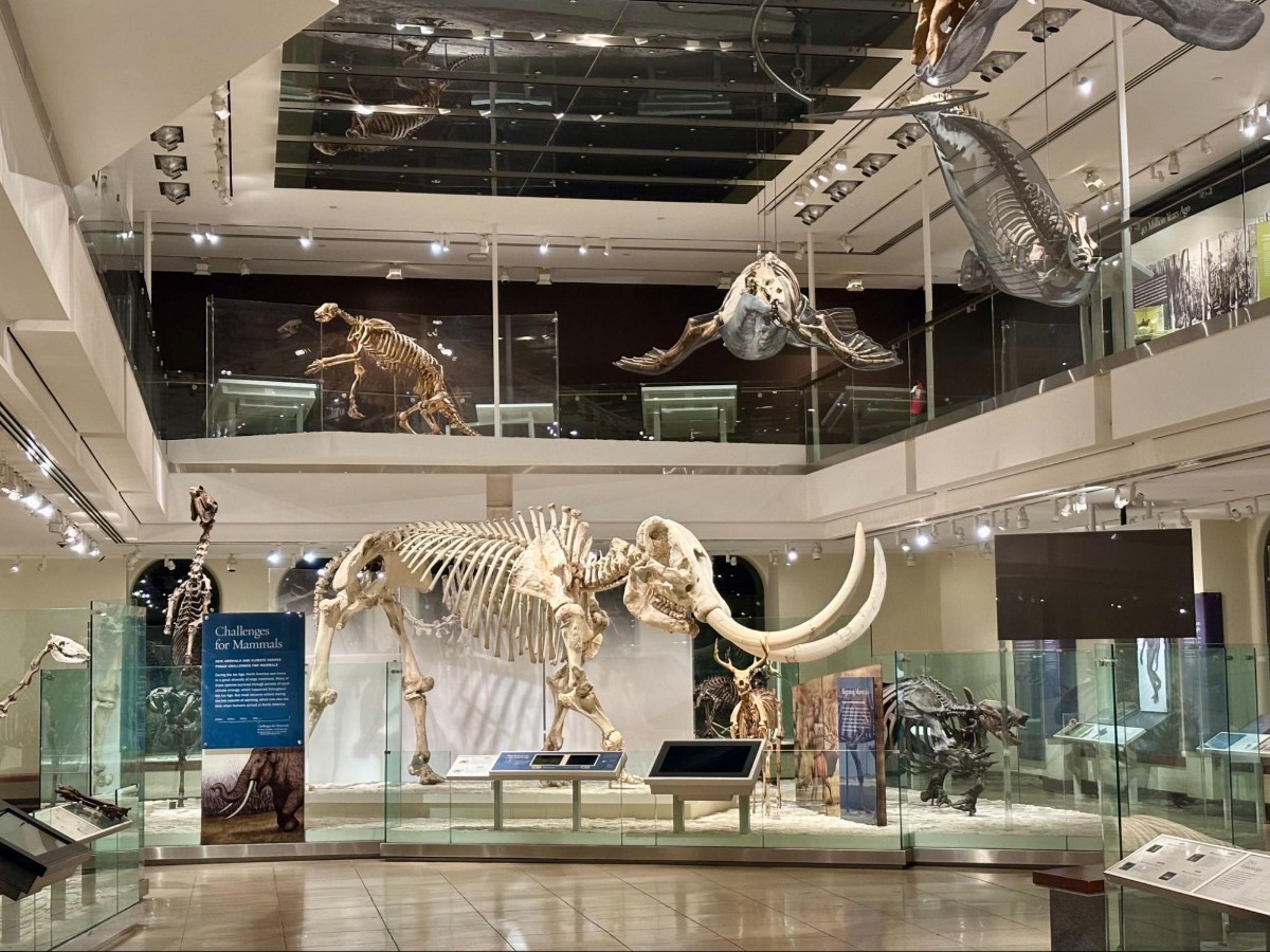 Skeletons on display at Natural History Museum