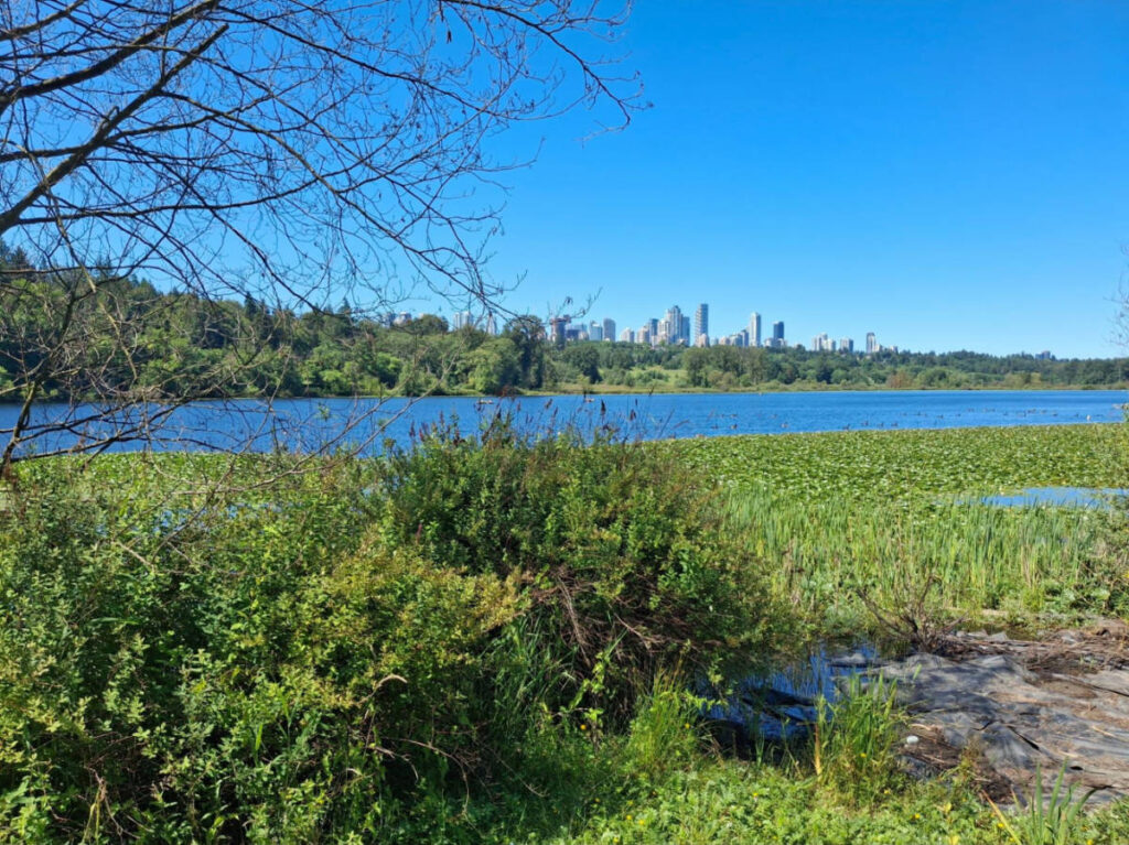 View of the Burnaby skyline from a distance surrounded by greenery