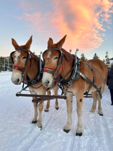 Closeup look of the horses in the snow