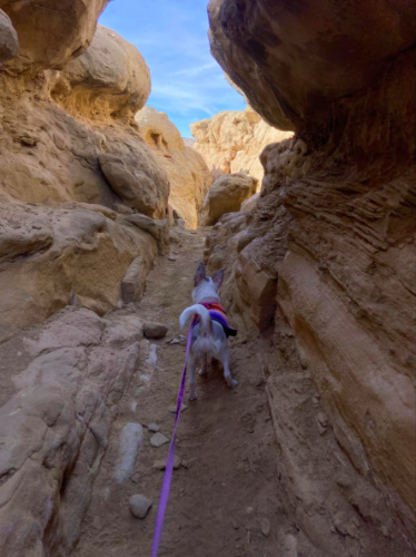 A dog walking through slot canyons in Chaco Canyon