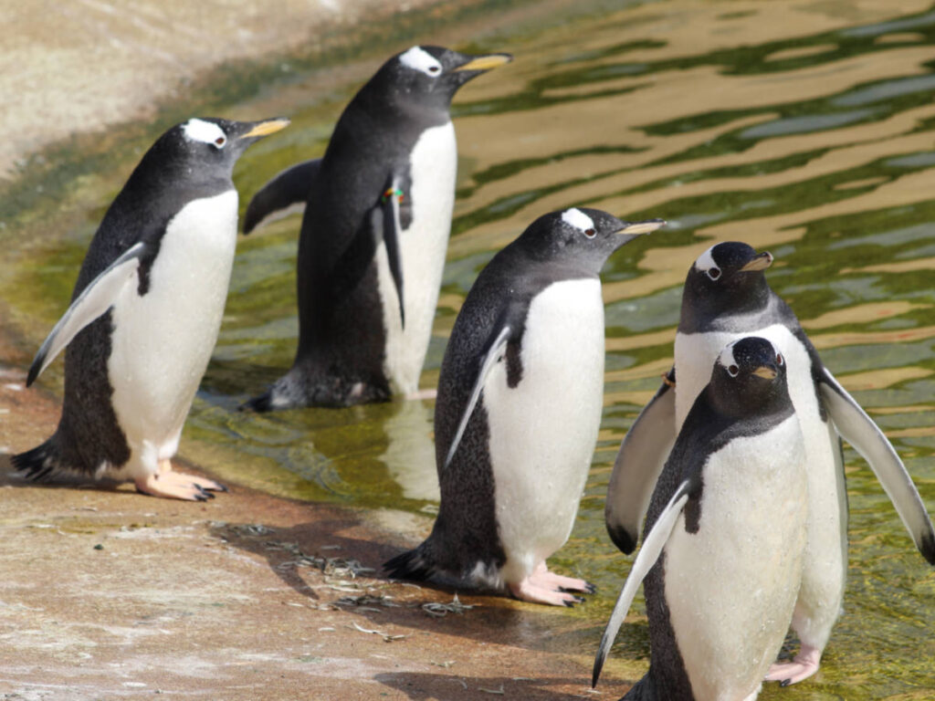 A group of small penguins walking