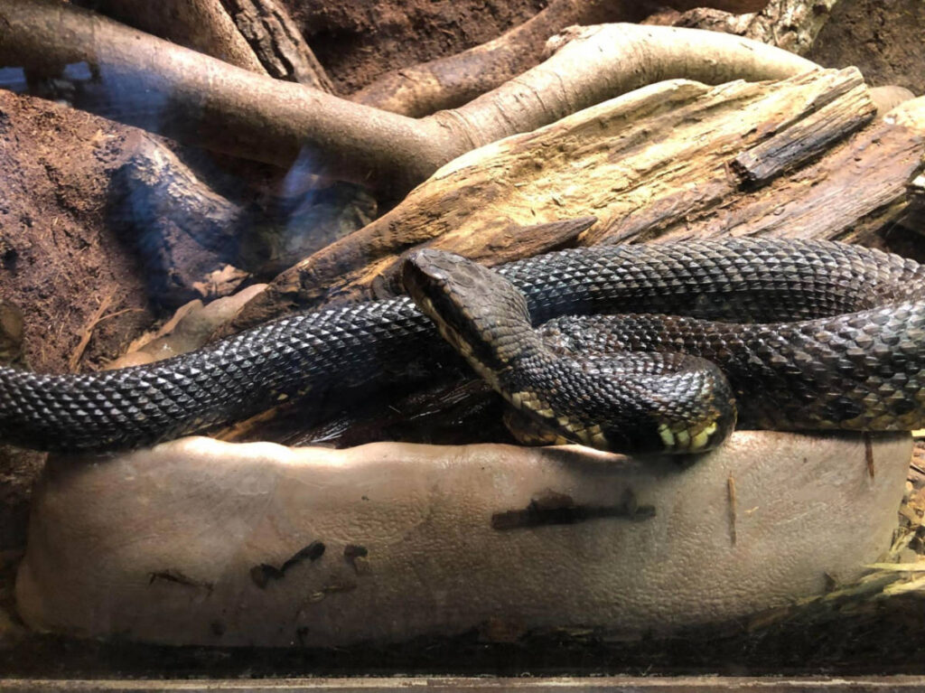 A snake on an enclosure in Baton Rouge