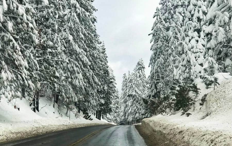 Lined snow covered tall pine trees along the highway