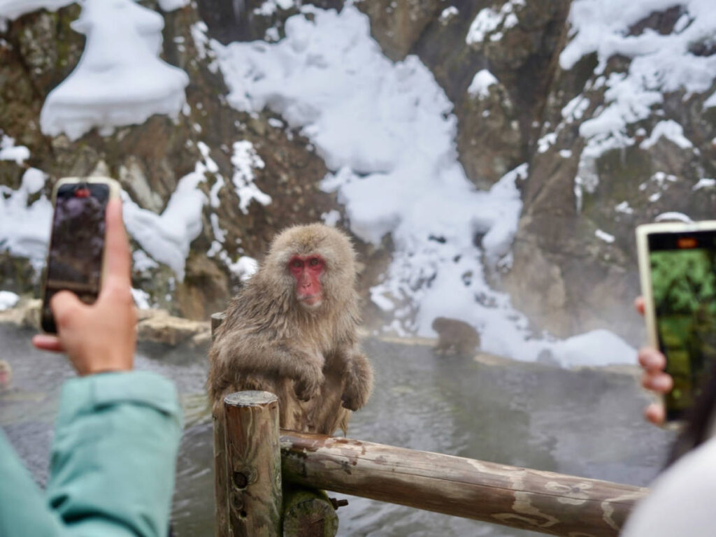 Tourists taking photos of the Japanese snow monkey on the hot spring