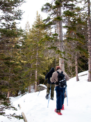View of the men snowshoeing through the pine trees in winter