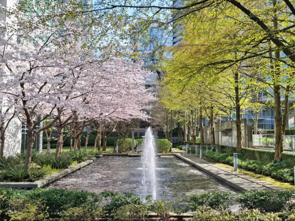 A fountain surrounded by greenery and blooming cherry blossoms in Coal Harbour