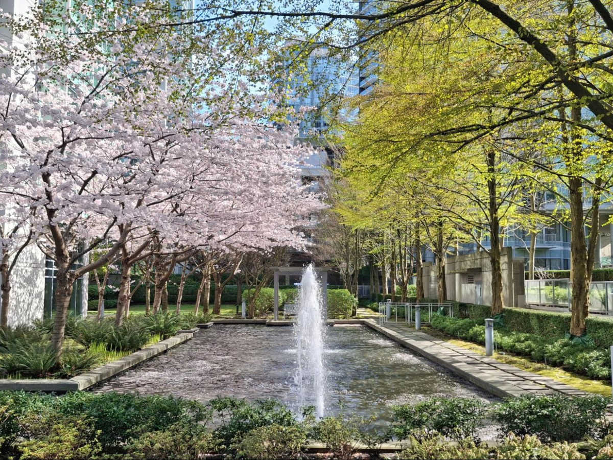 A fountain surrounded by greenery and blooming cherry blossoms in Coal Harbour